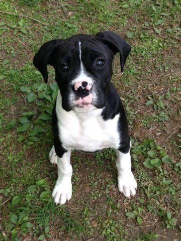 #boxer #boxerdog #boxersofinstagram #boxer puppy #kitten #black cat #cute #lol #funny meet my son bandit. Black Boxer Puppy - Reverse Brindle for Sale in Cupsaw Lake, New Jersey Classified ...