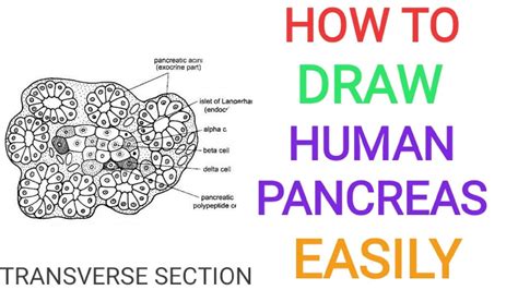 Pancreas How To Draw Human Pancreas Transverse Section Ts Neat