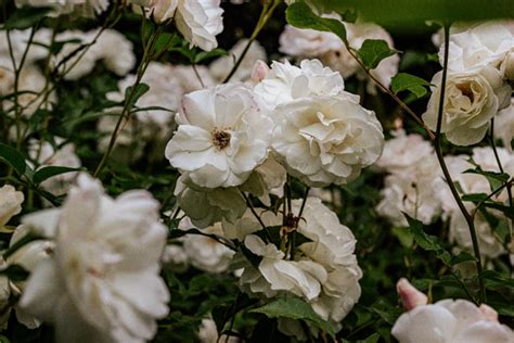 12 Jenis Bunga Putih Tercantik Untuk Menghias Taman Rumahmu Flokq