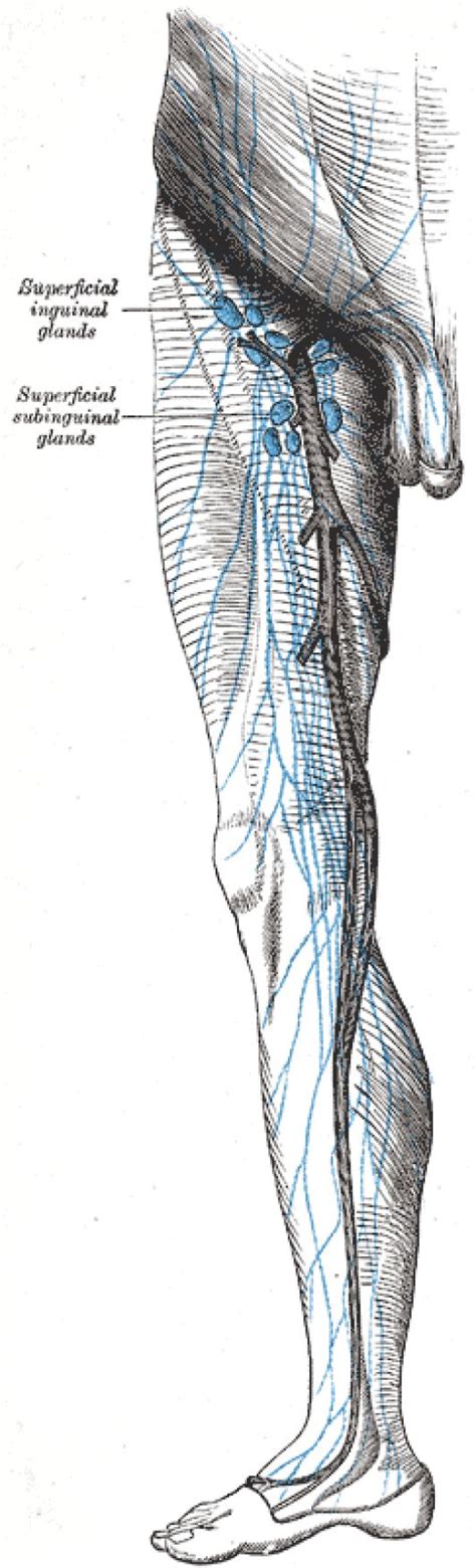 Lymph Nodes Of The Leg And Inguinal Nodes Lymphmassage Lymph Massage