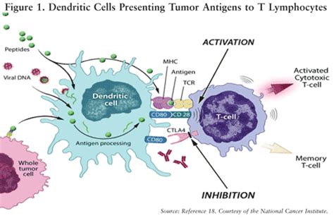 Regarding this exploitation of dc receptors, immunogenic cancer cell death, which is. Cell-Based Immunotherapy for Cancer Treatment