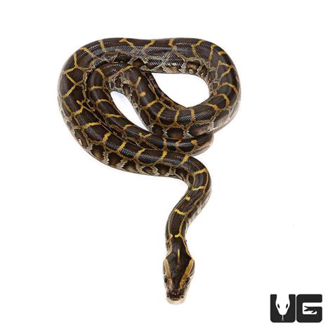 Baby Burmese Pythons Python Bivittatus For Sale Underground Reptiles