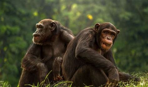 Estudo Revela Que Primatas Vistosos Têm Testículos Menores