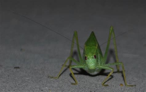 The Scratching Post Green Leaf Shaped Grasshopper