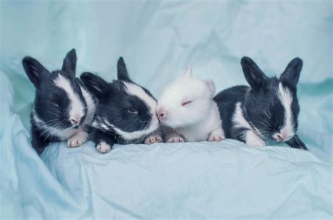 Group Of Four Newborn Baby Bunnies By Ashraful Arefin Photography