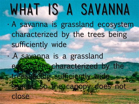 African Savanna Ecosystem Facts