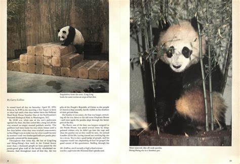 Revisit 51 Years Of Giant Pandas At The National Zoo From Beloved