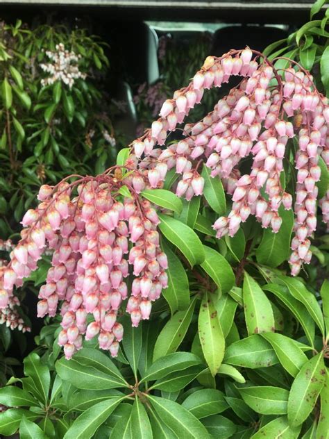 Pieris Japonica Shojo Lily Of The Valley Bush 7 Behmerwald Nursery