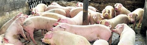 Jamaica Pig Farmers Association