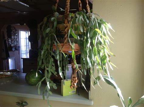 The plant's colorful flowers grow to a width of about 4 inches, remaining the size of a golf ball throughout their lives. The Christmas Cactus that started to grow once I put it in ...