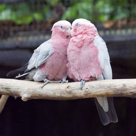 Pink Love Birds Pics