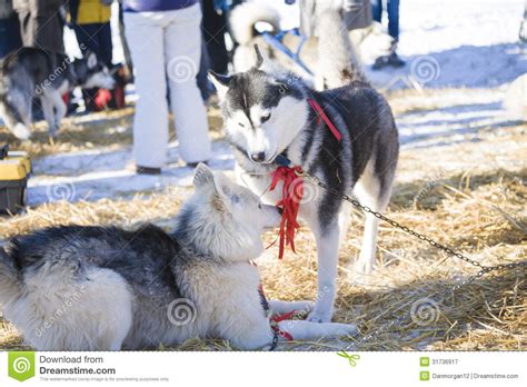Two Husky Dogs Playing Together Outdoors Stock Image Image Of