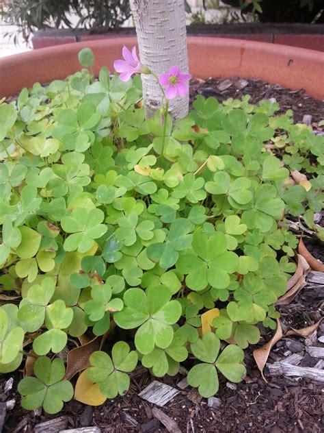 Shamrock Plants Oxalis Sp Mines Is Pink These Clover Like Plants