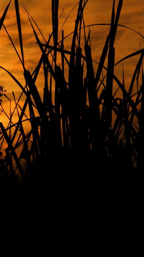 Hd Wallpaper Nature Reeds Grass Sunset