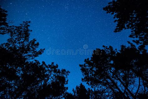 The Bright Starry Sky In The Night Forest Stock Photo Image Of High