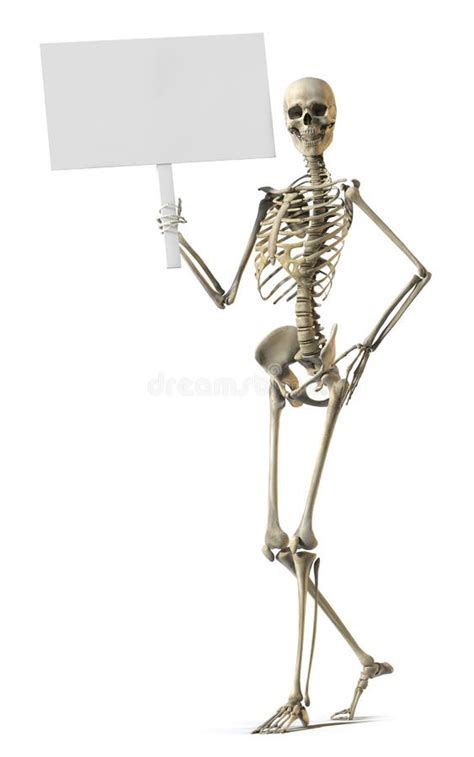 Skeleton Stock Photo Image Of Whitebackground Humanskeleton 26964154