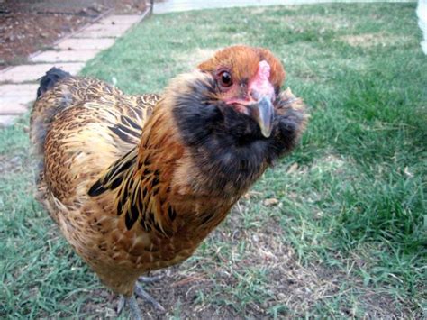 Show Some Pictures Of Your Araucanas Ameraucanas Or Ees Page Backyard Chickens Learn