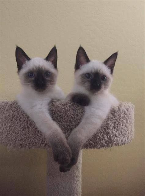 Aw Cute Cute Kittens Siamese Kittens Cats Meow Pretty Cats