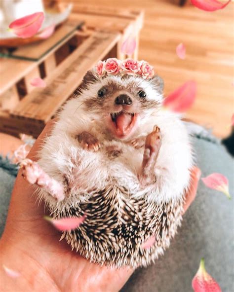 This Lovely Smiling Porcupine Has 15 Million Followers On Your