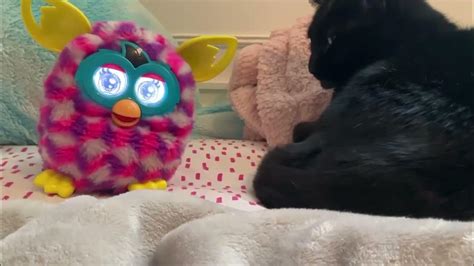 Furby Vs Cat Ka Eat Anything Youtube
