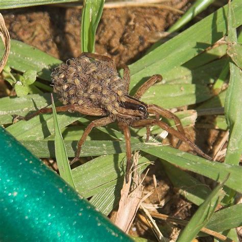 Wolf Spider Wikipedia The Free Encyclopedia Wolf Spider Spider