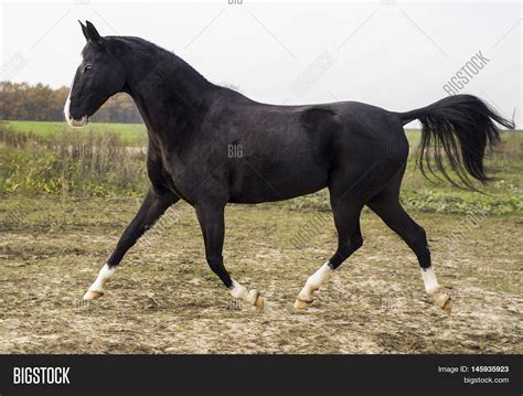 Black Horse White Spot Image And Photo Free Trial Bigstock