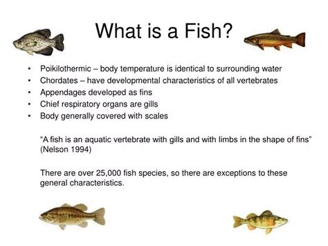 Ppt What Is A Fish Powerpoint Presentation Free Download Id2748449