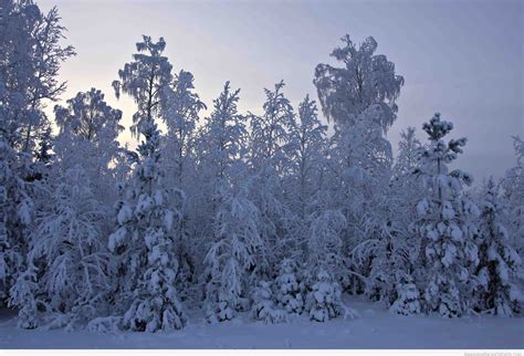 The Norwegian Boreal Forest Winter Travel Place 2014 Winter Travel