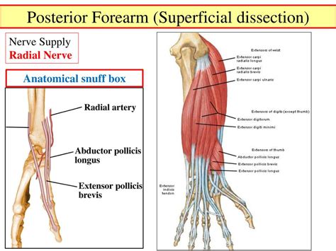 Ppt Muscles Of The Forearm Powerpoint Presentation Free Download Id