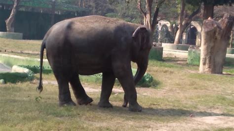 Elephants In Kolkata Zoo Youtube