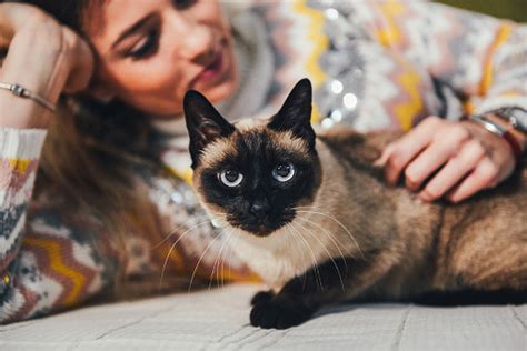 30k Siamese Cat Pictures Download Free Images On Unsplash