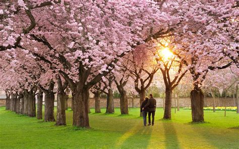Download Most Beautiful Spring Time For Cherry Blossom Trees Wallpaper