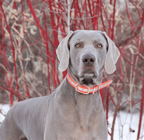 80 Beautiful Names For Grey Dogs The Dogman