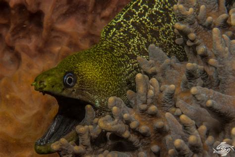 Moscow group moray eel was founded on november 8, 1998. Undulated Moray Eel-Facts Video and Photographs
