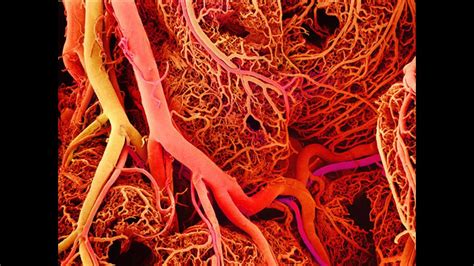 Anatomy And Physiology Of Blood Vessels Youtube