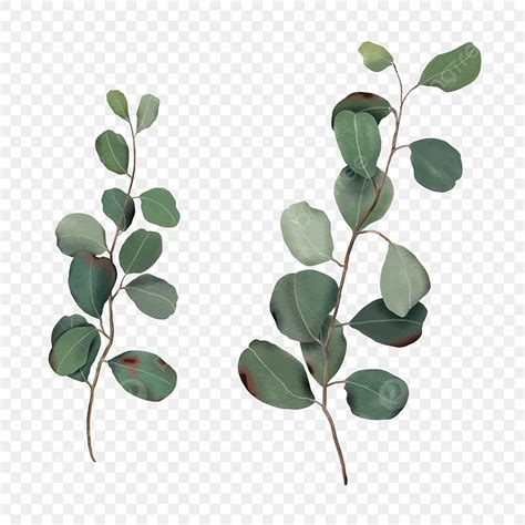 Hand Drawn Eucalyptus Vector Design Images Hand Drawn Green Eucalyptus