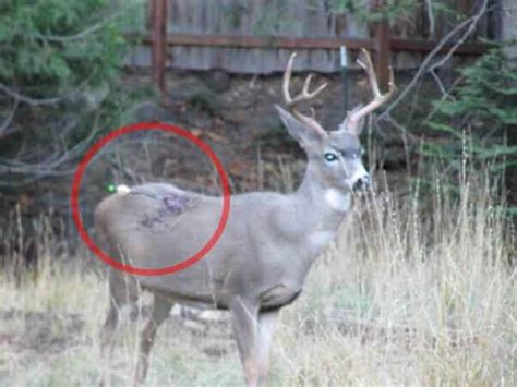 This was my first deer on camera not the first deer i ever killed! 9 Things No One Told You About Hunting | PETA