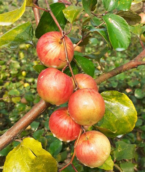 Ball Sundhory Apple Ber Plants Best Plant Nursery In North 24 Parganas Farmar Nursery