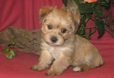 I am curious to see what she will look like when she is grown. Morkie Puppy for Sale - Adoption, Rescue for Sale in Hartford, Arkansas Classified ...