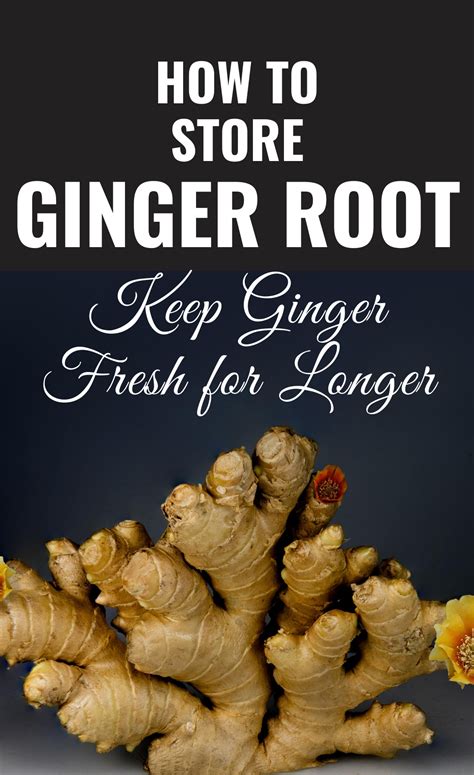 How To Store Ginger Root Keep Ginger Fresh For Longer In How To
