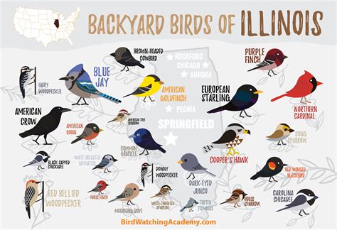 Backyard Birds Of Illinois Bird Watching Academy