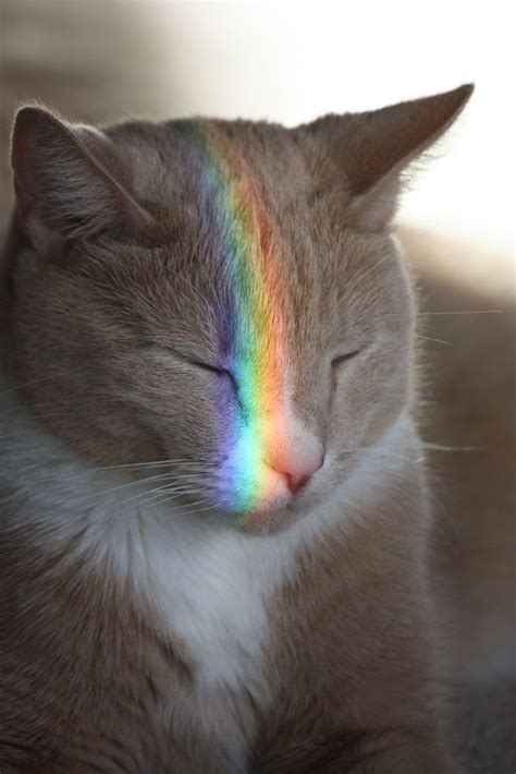 Rainbow Cat Cute Cats Pretty Cats Cute Animals