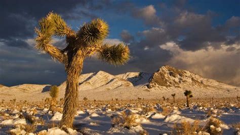 Winter In The Us Deserts Bbc Travel