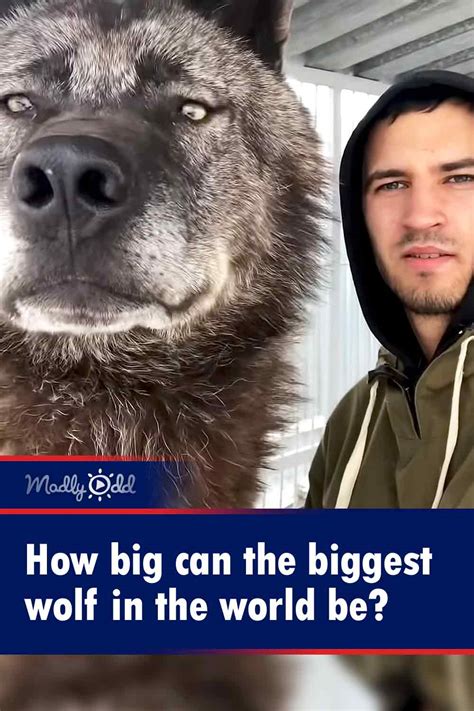 How Big Can The Biggest Wolf In The World Be Madly Odd