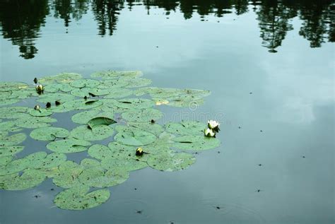 Lake Water Lilies Stock Image Image Of Water River 143509707