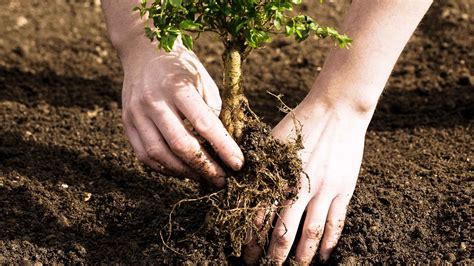 Becoming A Tree Planter Is A Good Way To Poke Holes In Your Eco Hippie