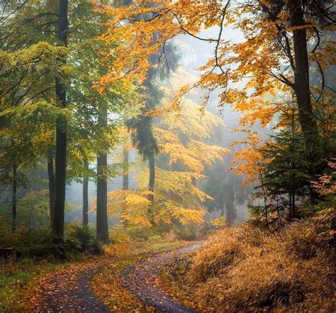 Autumn Thuringian Forest Germany By Heiko Gerlicher