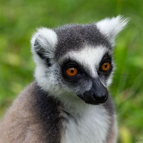 Ring Tailed Lemur Ring Tailed Lemur Lémur De Cola Anillada Lemur