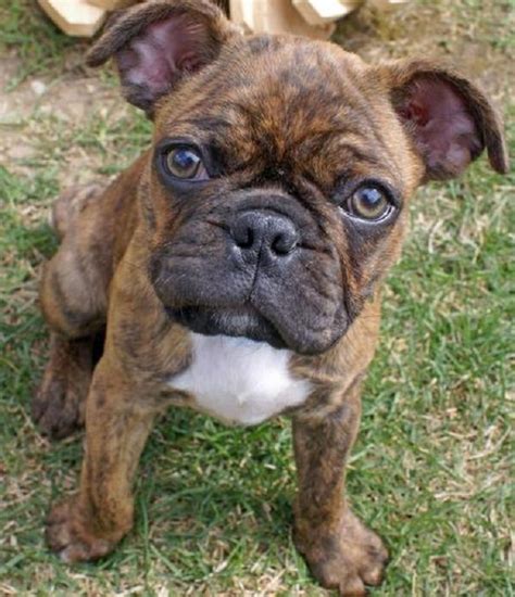 It's not advised to get one from a random person. Frenchie Pug/Frug ( French Bulldog Pug Mix) Info, Puppies ...