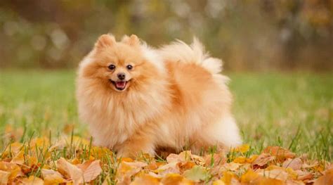 Pomeranian Prices How Much Do Pomeranian Puppies Cost